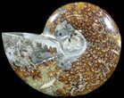 Polished, Agatized Ammonite (Cleoniceras) - Madagascar #54725-1